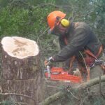 abatimento-alberi