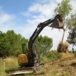 alberi