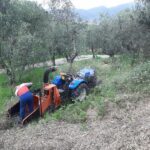 abbattimento alberi pelago